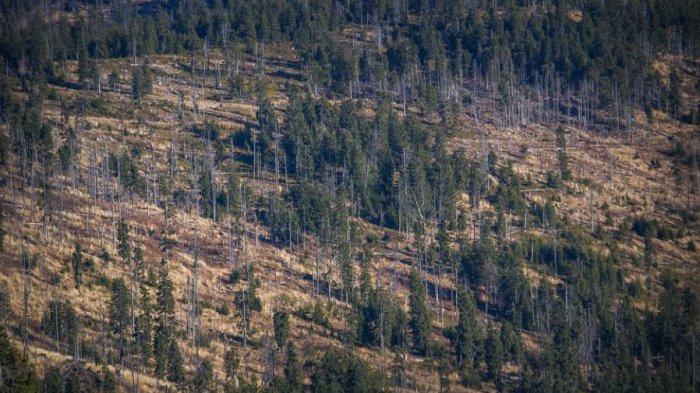 COP26: 100 líderes mundiales se comprometieron a poner fin a la deforestación para 2030
