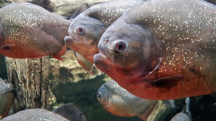 Hombre se tiró al lago escapando de unas abejas, lo atacaron unas pirañas y murió