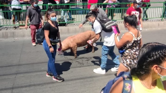 [VIDEO] Cerdos escaparon desde camión en Plaza de Maipú: La gente intentó ayudarlos