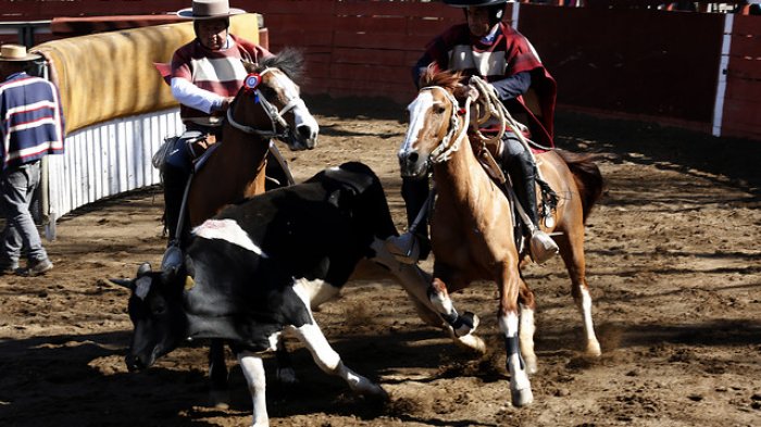Aprueban polémica indicación de Schalper para fomentar el rodeo