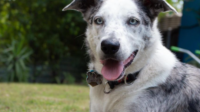 Perro que fue abandonado recibió reconocimiento por su importante labor en rescate de koalas
