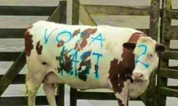 Diputada Sandoval presenta denuncia por vaca con rayado pro Kast en feria: Fundación cataloga el hecho de 