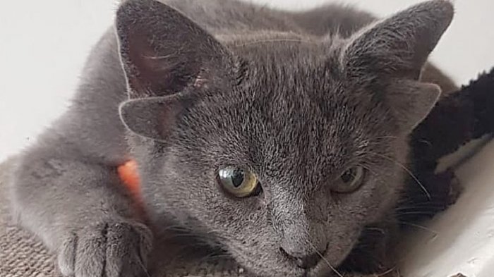 Tiene más de 34 mil seguidores en Instagram: La historia de Midas, la gata de cuatro orejas