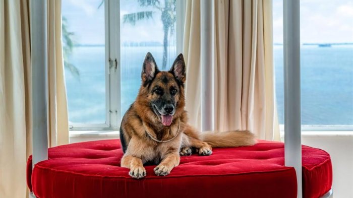 El perro más rico del mundo vende casa en Miami por casi 32 millones de dólares