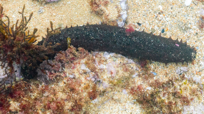 Animales cruciales para el ecosistema: Desmantelan una red millonaria de contrabandistas de pepinos de mar