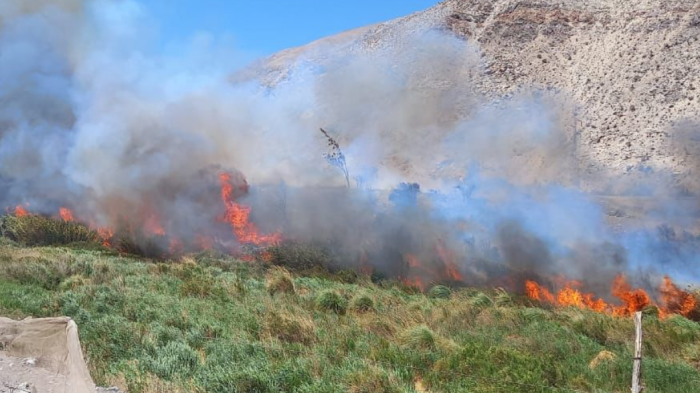 Al menos dos propiedades afectadas: Incendio forestal cercano a viviendas mantiene a Vicuña en alerta roja