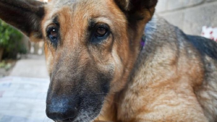 Fiscalía condena a imputado por maltrato animal: Agredió a perro con un objeto contundente