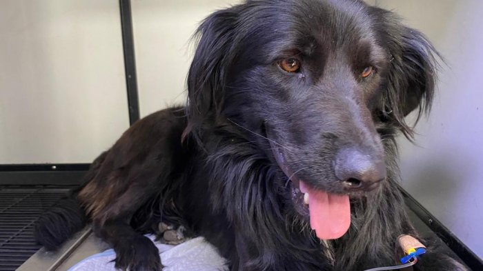 [VIDEO] Perro cayó desde edificio en Quinta Normal: Habría sido lanzado y se mantiene internado