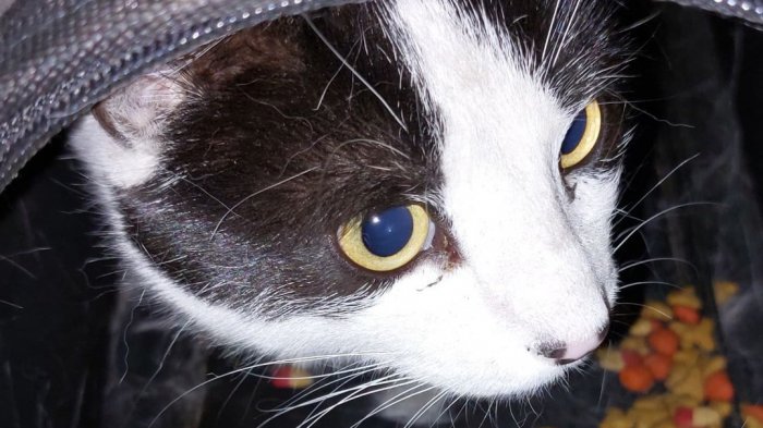 Más de 100 mascotas rescatadas en incendio de Castro necesitan refugio: Así puedes ayudar