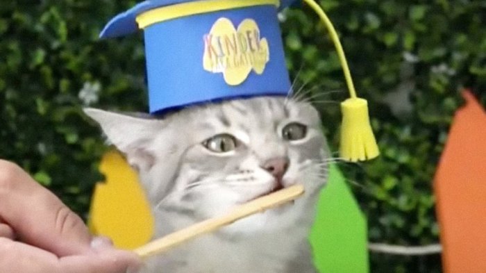 Inauguran el primer Kínder para gatos en Ecuador: Aprenden a socializar y tienen graduación