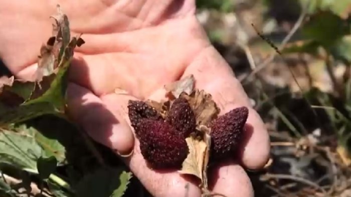 Daño irreparable: Frutos chilenos en riesgo por la sequía