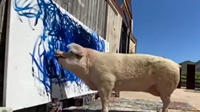 “Pigcasso”: Cerdo rompe todos los récords tras realizar millonaria venta de un cuadro