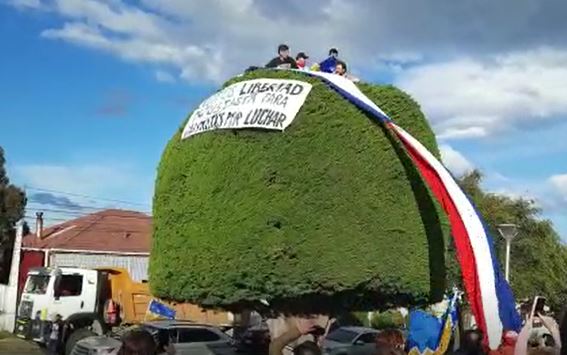 El primer presidente de Magallanes: Celebran triunfo de Boric en icónico árbol de Punta Arenas