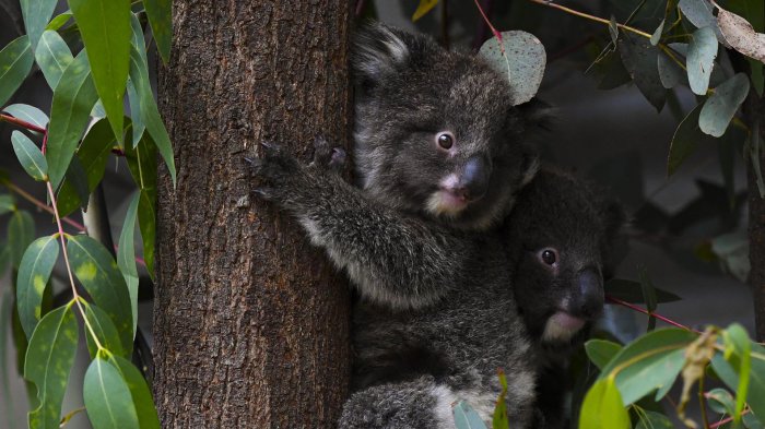 Australia: Presentan más de 250 cargos de crueldad animal contra empresas acusadas de causar muerte de koalas