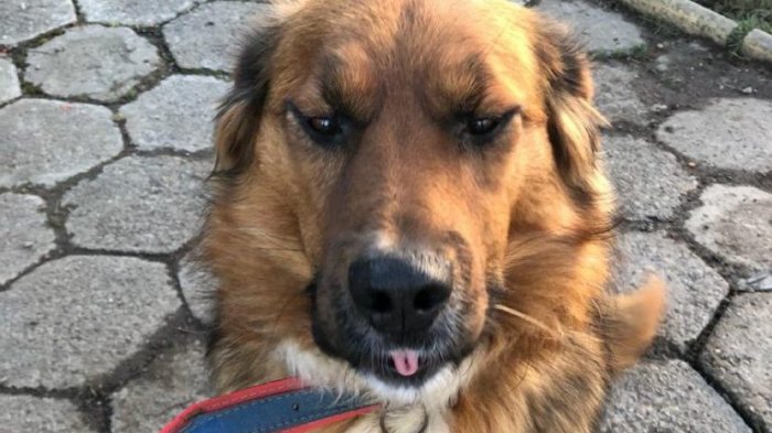 Brownie Boric Font descartó vivir en La Moneda: 