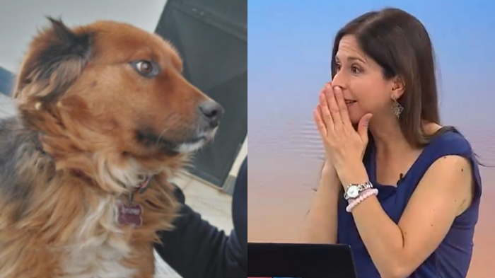 “Unas ganas de hacerle cariño a…”: El chascarro de Karina Álvarez tras confundir a Brownie con Gabriel Boric