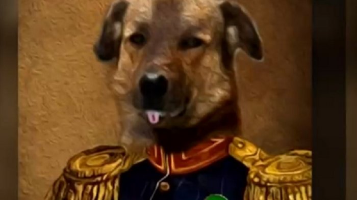 Brownie fue contactado por el Primer Perro de Argentina: 