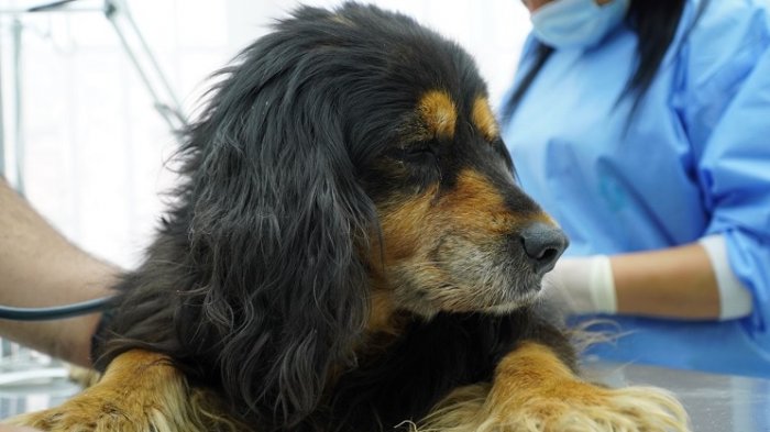 Sorpresa navideña: Perrita perdida desde octubre aparece en El Bosque y regresa con su dueña