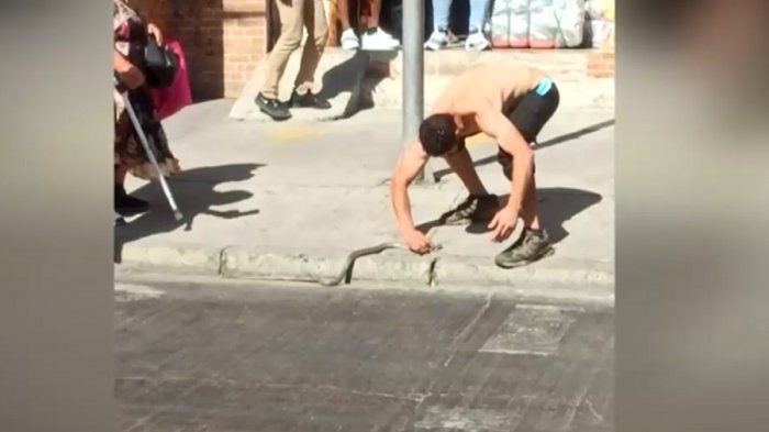 Apareció en plena vía pública: Encuentran serpiente en barrio comercial de Estación Central