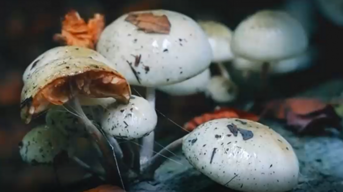 El sorprendente aporte de los hongos para la vida en la Tierra