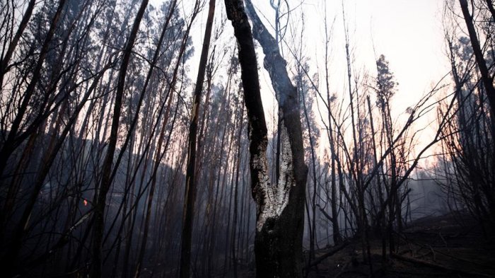 Chile registra este año un 380% más de hectáreas afectadas por incendios