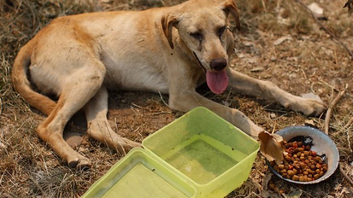 Colegio Médico Veterinario acude en ayuda de animales afectados por incendio en Quillón: Así puedes aportar