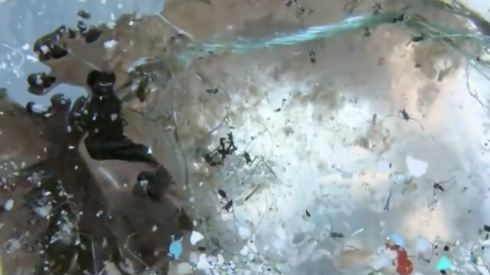 Los desastres del plástico en el ecosistema