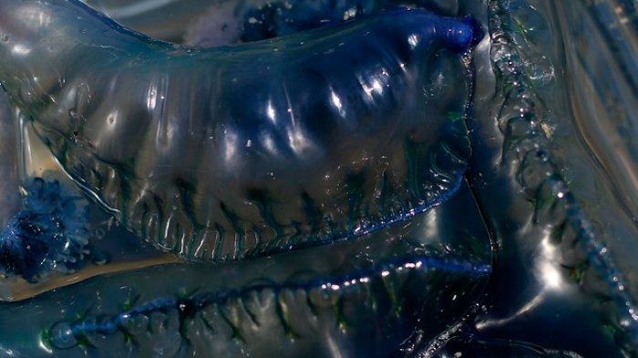 Por presencia de fragata portuguesa: Decretan cierre provisorio de playas de Viña del Mar y El Tabo