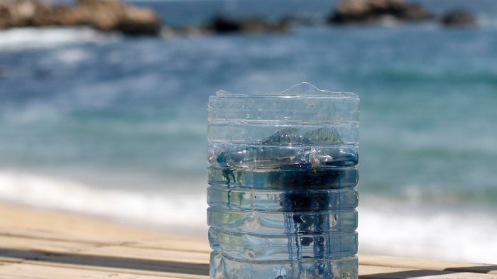Fragata Portuguesa: ¿Qué playas están cerradas y qué causa su picadura?