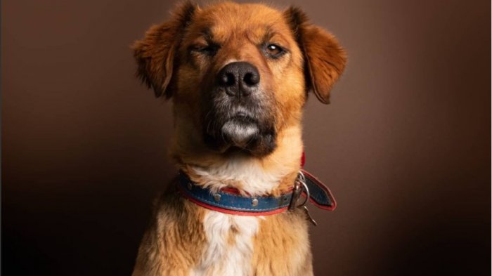 Brownie tras dichos del Papa: 