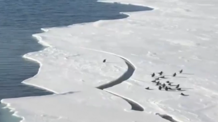Angustioso escape de un pingüino se vuelve viral: Se salvó de quedar aislado tras quebrarse un glaciar