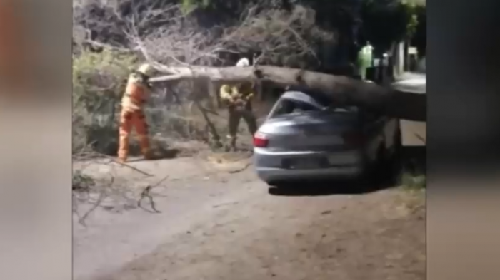 Caída de árboles en temporada de verano causan graves daños: Cuáles son las causas y quién se hace responsable