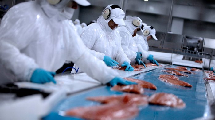 Estudio emite lapidaria calificación a industria salmonera en Chile: Recomienda 