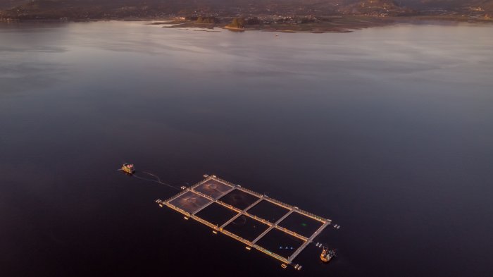 Crisis ambiental y exceso de antibióticos: Los factores que mantienen a la industria salmonera bajo la lupa