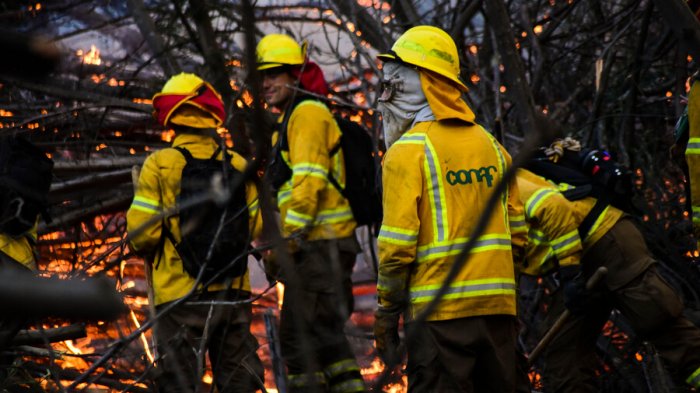 Declaran Alerta Roja para Chillán por incendio forestal: Fuego amenaza a viviendas
