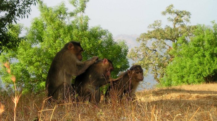 Guagua fue robada por monos y lanzada a un tanque de agua: Su cuerpo fue hallado horas después