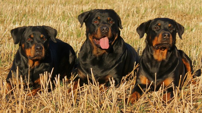 Niño de 8 años está grave tras ser atacado por sus tres perros Rottweiler en Buin