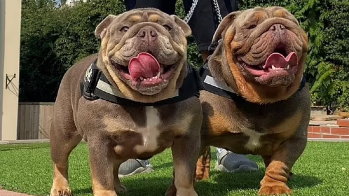 Pareja fue multada tras tener más de 60 camadas de perros: Sometían a perras a preñarse