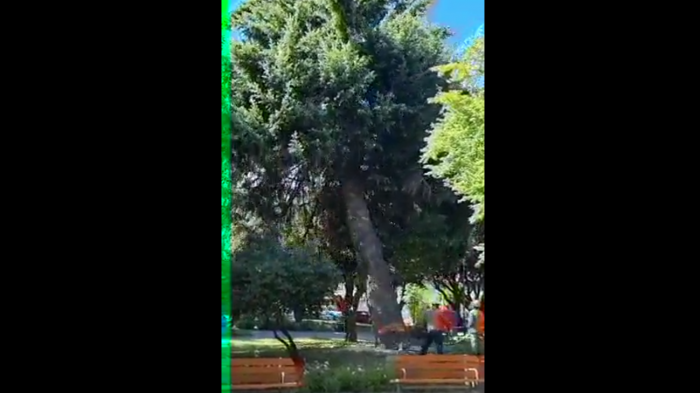 Tala de árbol en plaza de Coyhaique generó preocupación: Esta fue la explicación que dio el alcalde