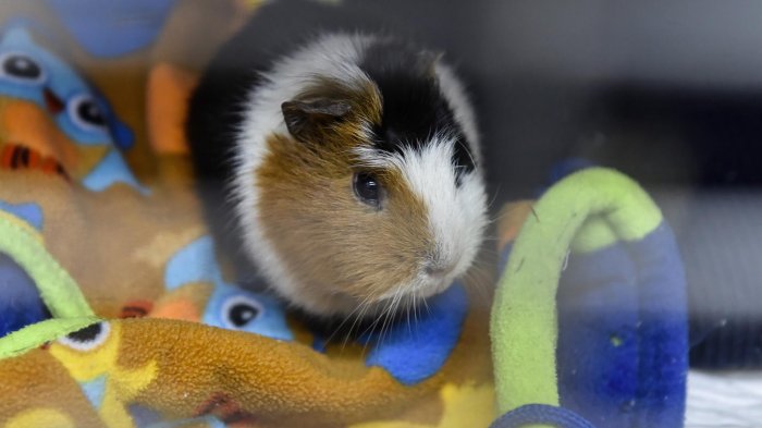 Sacrificarán más de 2 mil hámsters tras casos COVID-19 en tienda de mascotas