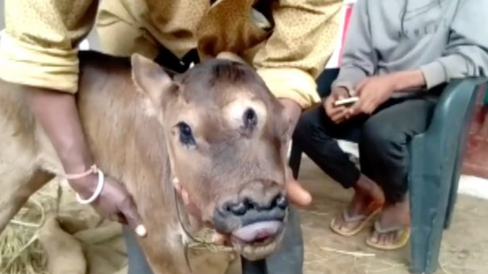Sería la reencarnación de un Dios: Nace ternero con tres ojos y cuatro fosas nasales