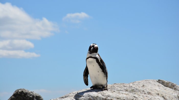 Rescatan a pingüino que sorprendió a turistas de una playa en Maitencillo
