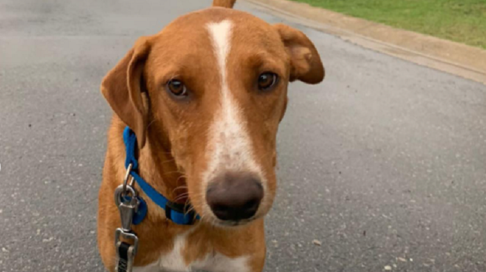 “Licenciado en dar amor incondicional”: Crean CV a perrito para que pueda ser adoptado