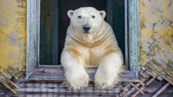 Grupo de osos polares se toman edificios en isla abandonada en Rusia