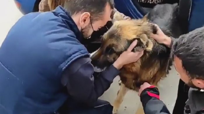 Perro se reencontró con su familia tras siete años perdido: Dueño murió buscándolo
