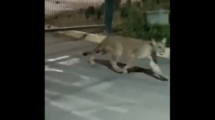 Graban a puma en sector de San Carlos de Apoquindo: Ingresó a un recinto privado
