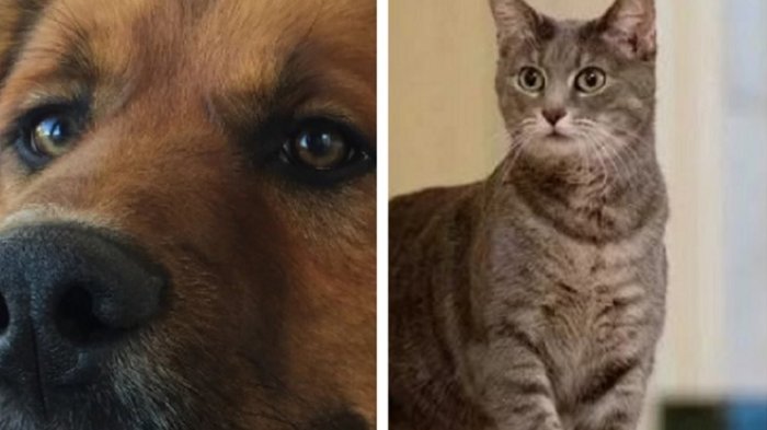 Crece la red internacional de Brownie: La Casa Blanca presenta a su nueva mascota