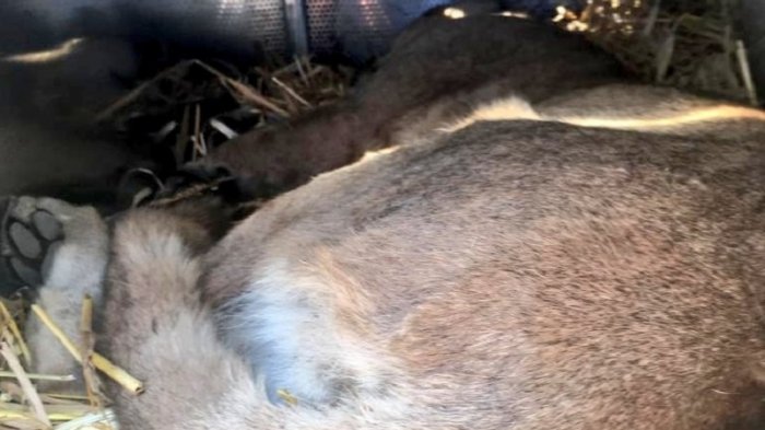 Puma fue capturado en Lo Barnechea: Atacó mortalmente a un perro poodle