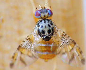 Mosca de la fruta: SAG tomará medidas tras regreso a tres comunas de la capital