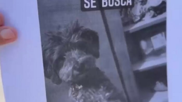 Mujer ofrece todos sus ahorros para vivienda como recompensa: Busca a mascota perdida